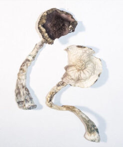 Albino A+ Magic Mushrooms – Buy Magic Mushrooms NYC