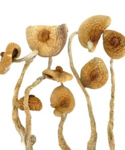 Golden Teacher Mushrooms – The Golden Teacher New York City– Psilocybin mushroom  $80.00 – $245.00