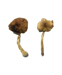 Lizard King Mushrooms – Mushrooms NYC– Lizard King Psilocybin Mushroom