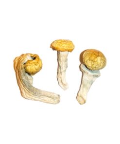 Penis Envy Mushrooms – Buy Shrooms In Calgary – Buy Magic Mushrooms
